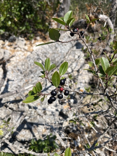 Mediterranean buckthorn
