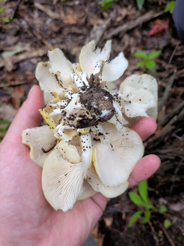Golden Oyster Mushroom · July 2026 · photo: Photo: (c) Becca, some rights reserved (CC BY) · iNaturalist