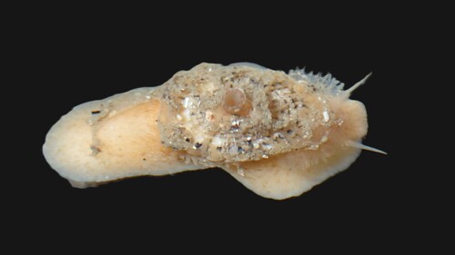 Lucapinella callomarginata observed 2026-07-01