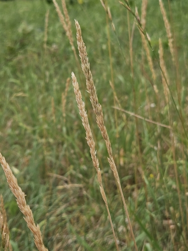 Koeleria pyramidata, 2026-07-07