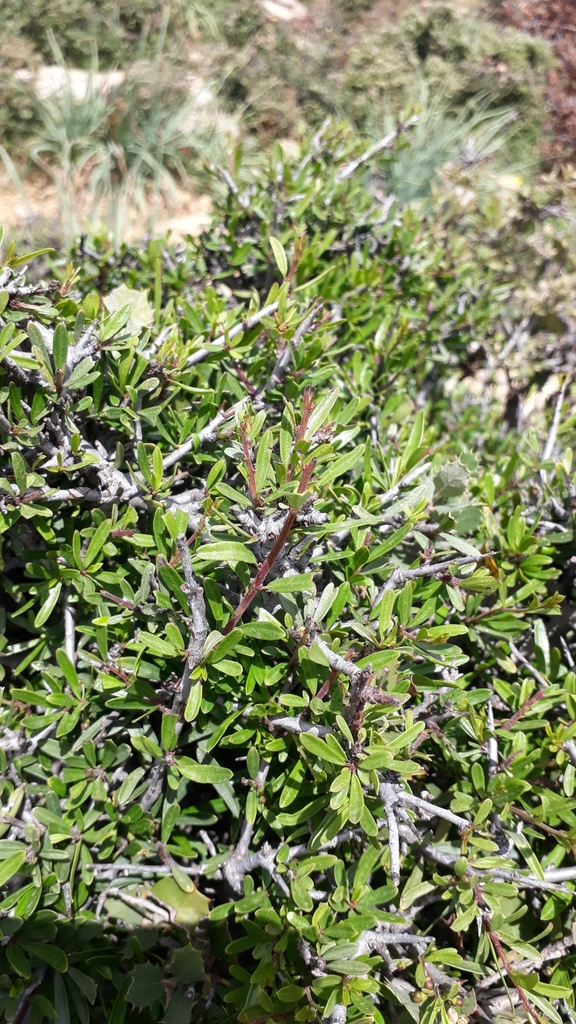 Rhamnus lycioides