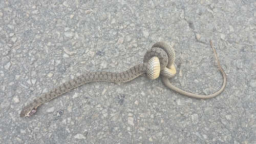 Caspian Whipsnake