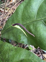 Anthurium crenatum