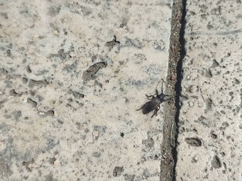 Neodorcadion bilineatum