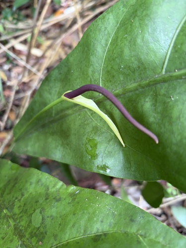 Anthurium crenatum, photograph 2