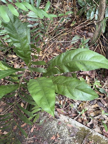 Anthurium crenatum, photograph 3