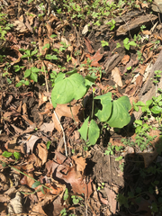 Jeffersonia diphylla