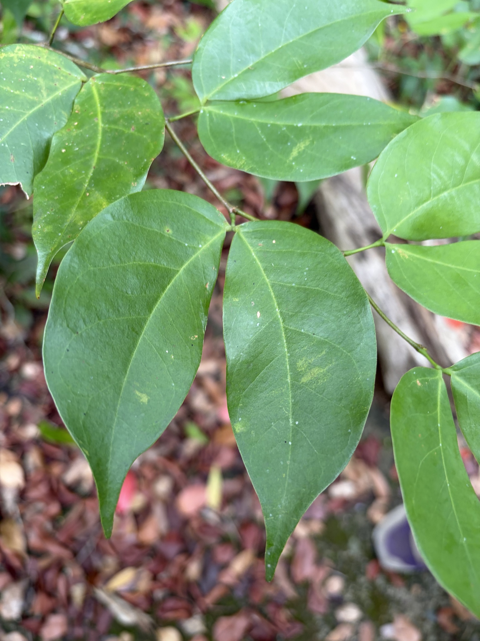 Foto de Hymenaea courbaril L.