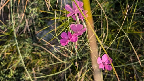 Dianthus sylvestris, photograph 6