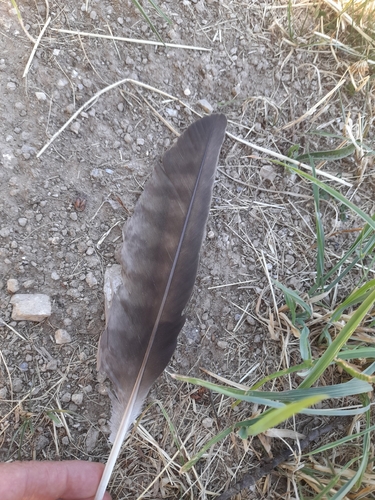 Plume de Milan noir