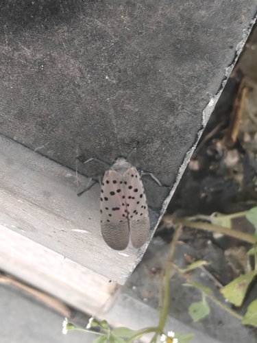 Spotted Lanternfly