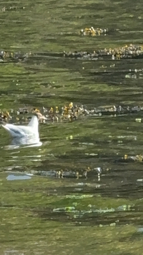 Black-headed Gull
