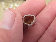 Megabalanus californicus