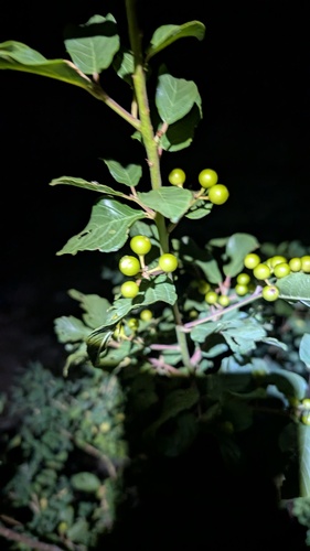 Frangula rupestris, photograph 3