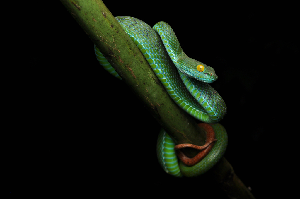 Blue-lipped green pitviper (Trimeresurus cyanolabris)