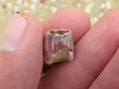 Megabalanus californicus