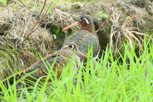 iNaturalist image