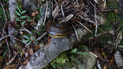 Powelliphanta