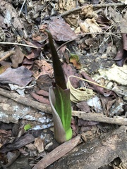 Amorphophallus henryi