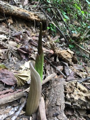 Amorphophallus henryi