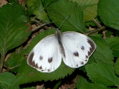 Pieris canidia canidia