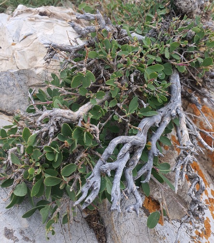 Lonicera microphylla, photograph 5