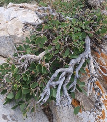 Lonicera microphylla, photograph Urgamal Magsar, CC BY, iNaturalist via GBIF