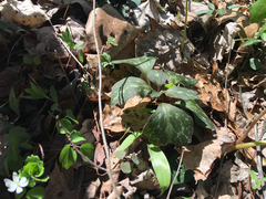 Pachysandra procumbens