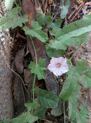 Convolvulus equitans equitans