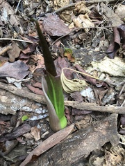 Amorphophallus henryi