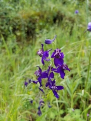 Delphinium patens