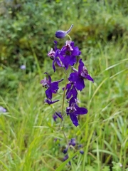 Delphinium patens