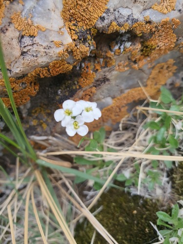Saxifraga sibirica, photograph 2