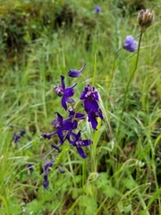 Delphinium patens