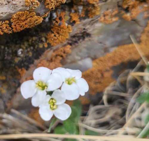 Saxifraga sibirica, photograph 3