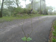Stellaria reticulivena