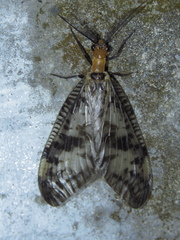 Neochauliodes sinensis