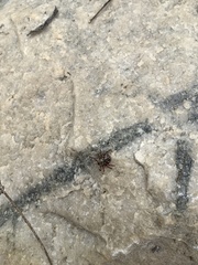 Dermacentor andersoni