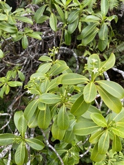 Psychotria mariniana
