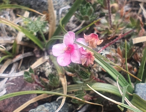 Chamaerhodos altaica