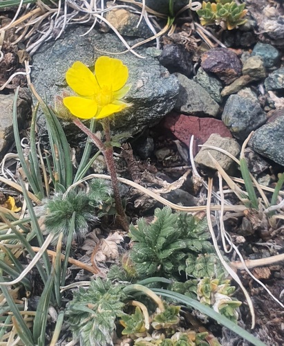 Potentilla nivea, photograph 3