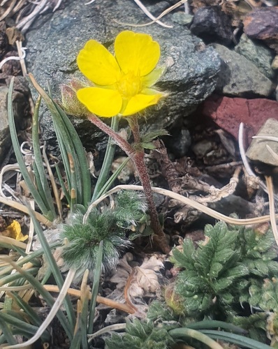 Potentilla nivea, photograph 2