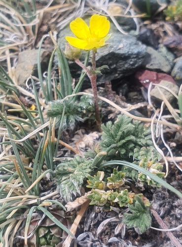 Potentilla nivea, photograph 4