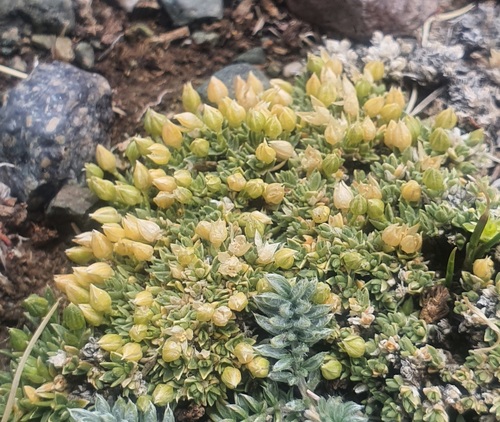 Cherleria arctica