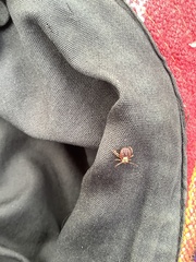 Dermacentor andersoni