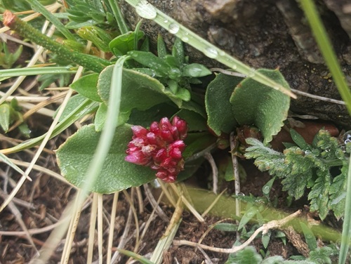 Micranthes hieraciifolia, photograph 6