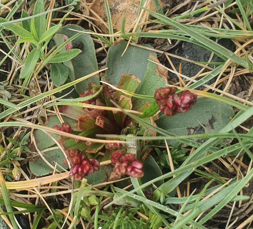 Micranthes hieraciifolia, photograph 5