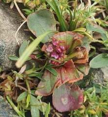 (c) Urgamal Magsar, some rights reserved (CC BY) Micranthes hieraciifolia, photograph (c) Urgamal Magsar, some rights reserved (CC BY)