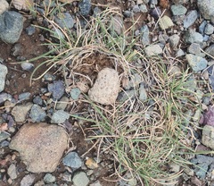Festuca ovina, photograph (c) Urgamal Magsar, some rights reserved (CC BY)