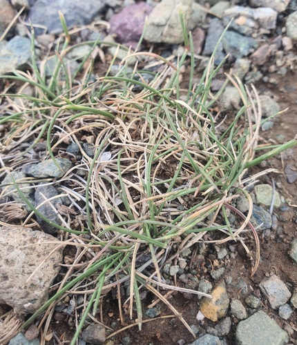 Festuca ovina, photograph 3